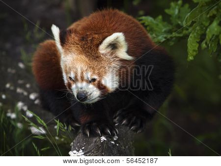 The Red Panda, Firefox