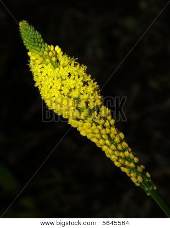 Cactus blomstre.