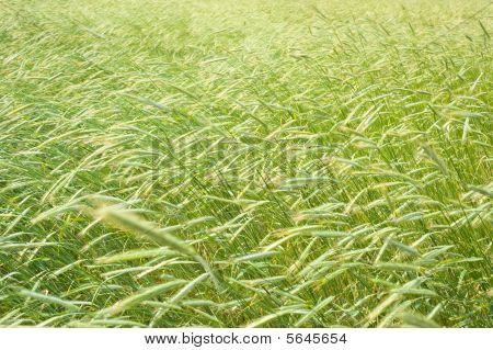 Campo di segale