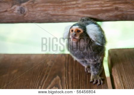 Tufted-ear Marmoset