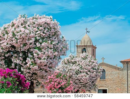 Oleanders By The Church