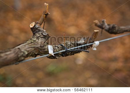 Twig Spinning On Metal Rail In Vineyard