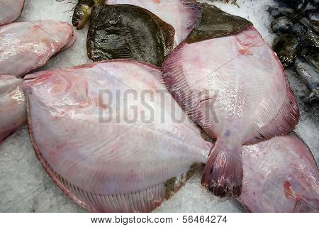 Fresh Raw Flatfishes