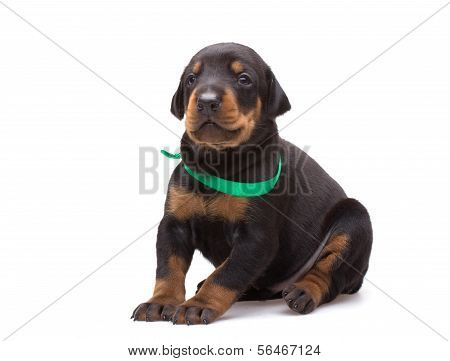 Doberman Puppy In Green Ribbon, Isolated On White