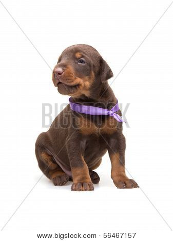 Doberman Puppy In Violet Ribbon, Isolated On White