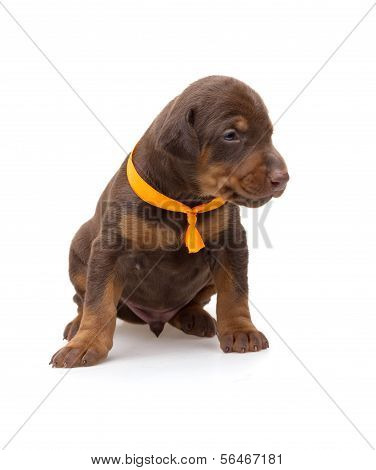 Doberman Puppy In Yellow Ribbon, Isolated On White