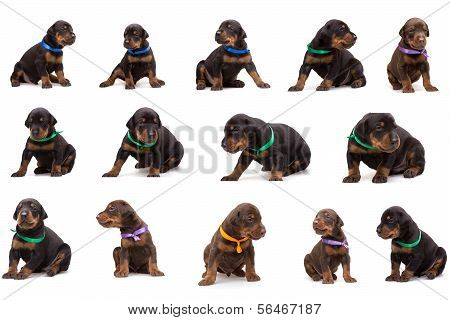Set Of Doberman Dog Litter, Puppies In Coloured Ribbons