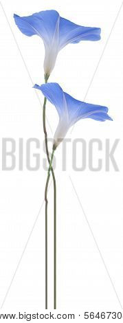 Morning Glory
