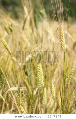 agricultura