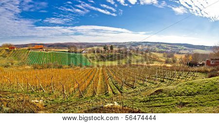 Bilogora Vineyard Landscape In Croatia
