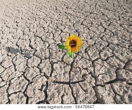 Dry Soil And Growing Plant