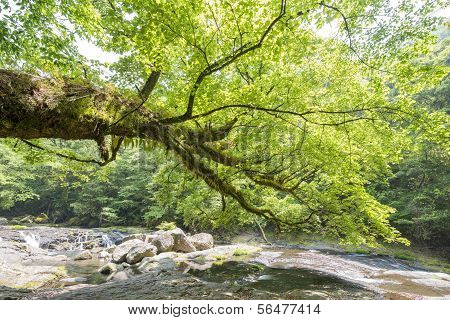 Large maple and river