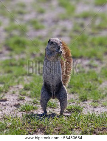 Ground Squirrel