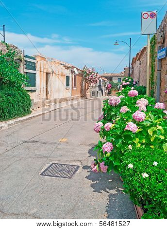 Hydrangeas By The Street