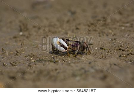 Atlantic Marsh Fiddler Crab