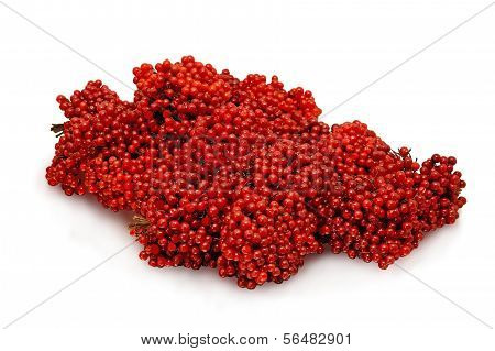 Viburnum Berries.