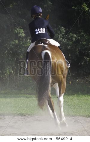 Paardensport Toon