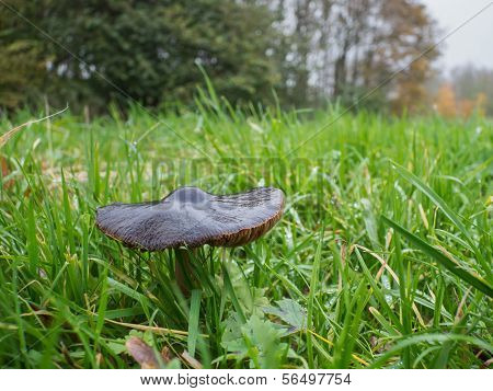 Pluteus Cervinus Or Deer Mushroom