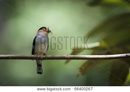 Silver-breasted Broadbill