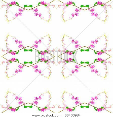 Coral Vine