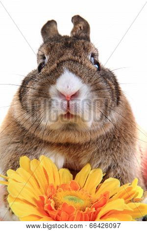 Small Brown Bunny (pet) With Yellow Flower