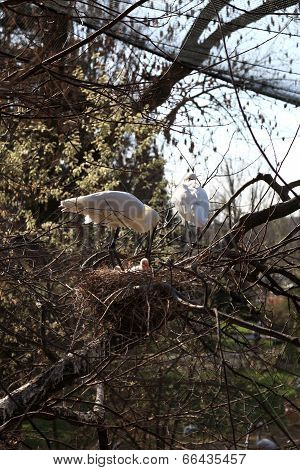 The Eurasian Spoonbill Family
