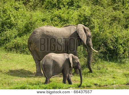 Mother And Baby Elephant Along A River