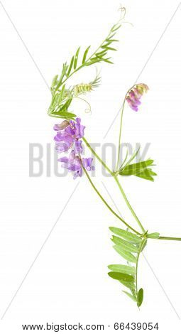 Vetch Isolated On White