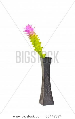 Siam Tulip Flower Or Patumma In Black Vase On White Background