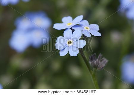 closeup of blue myosotis flowers in spring