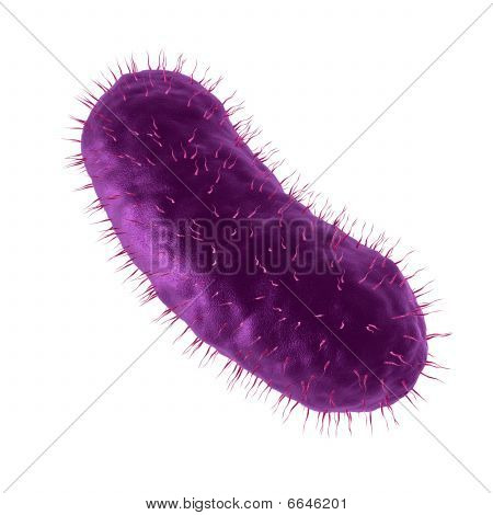 แบคทีเรียคัดแยกต่างหาก