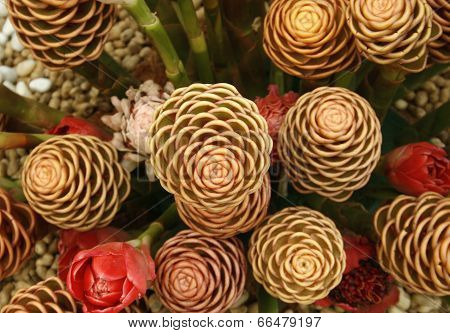 Closeup Of Torch Ginger Flower