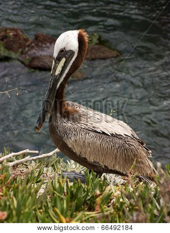 Maverick Pelican