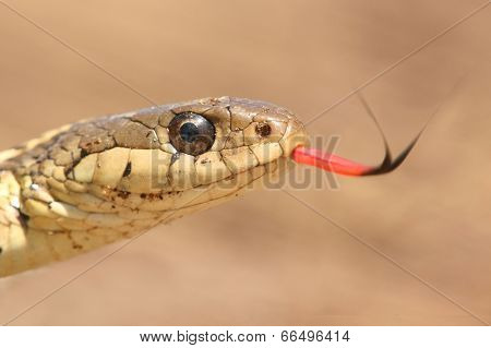 Garter Snake (thamnophis Sirtalis)