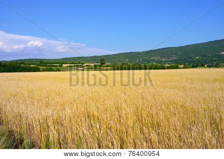 Provence Rural Landscape