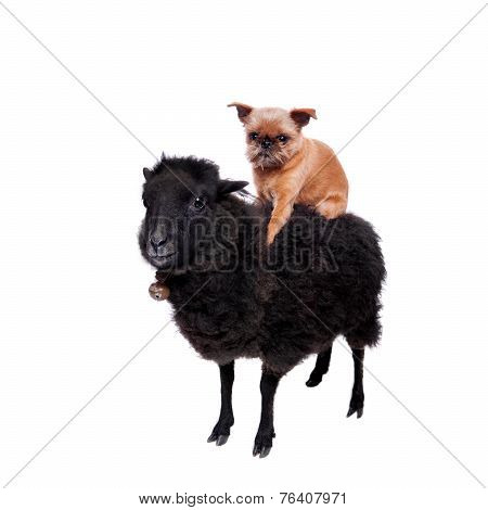 Griffon Bruxellois ahorse the Sheep on white