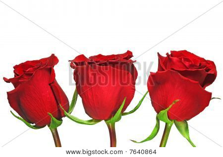 3 gyönyörű vörös rózsa
