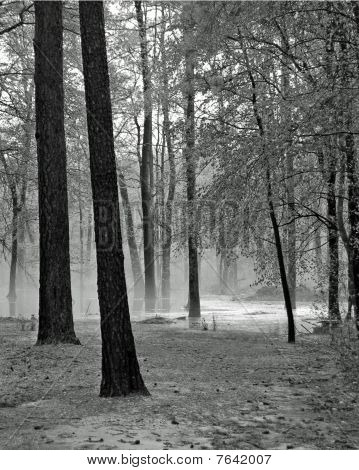 Mist in het bos