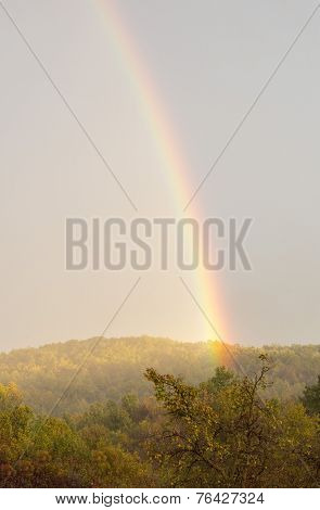 Beautiful Rainbow Over Trees