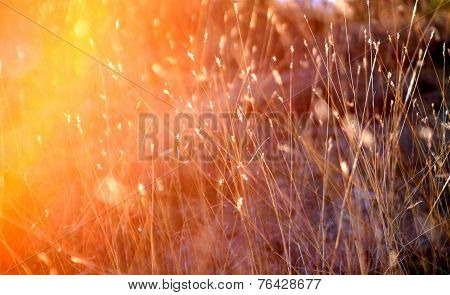 Beautiful Autumn Grass Ubder The Sun