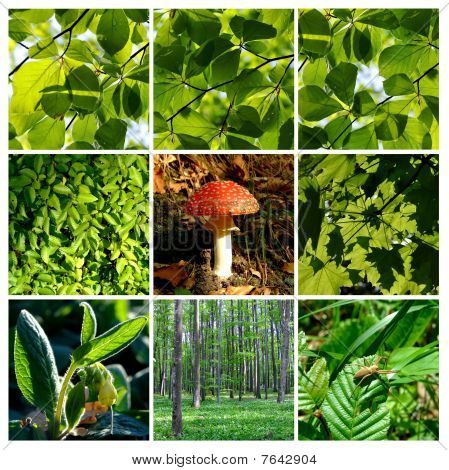 Détail de forêt verte de l'été avec champignon