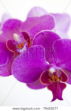 An Orchid Blooming, White Backgroung