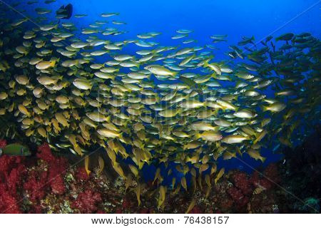School of fish on coral reef