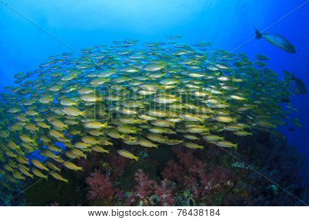 School of fish on coral reef