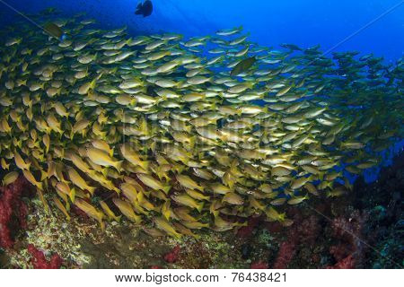 School of fish on coral reef