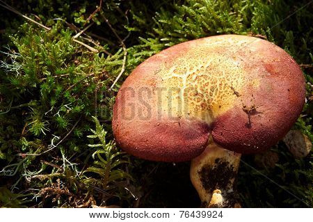 Forest Mushroom