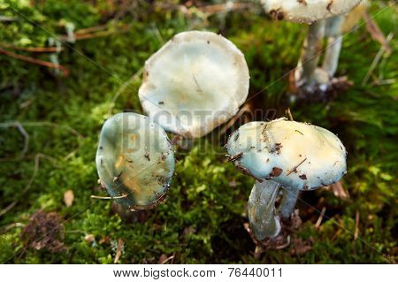 Forest Mushroom