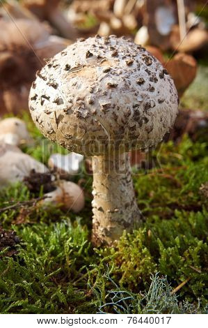 Forest Mushroom