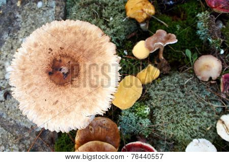 Forest Mushroom