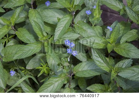 Background of mint